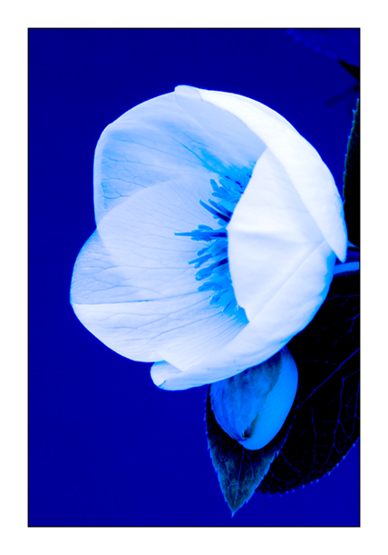 Blue Helebore 2